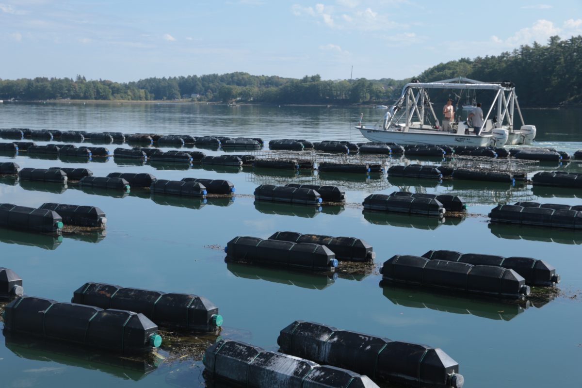 cages and cage tender