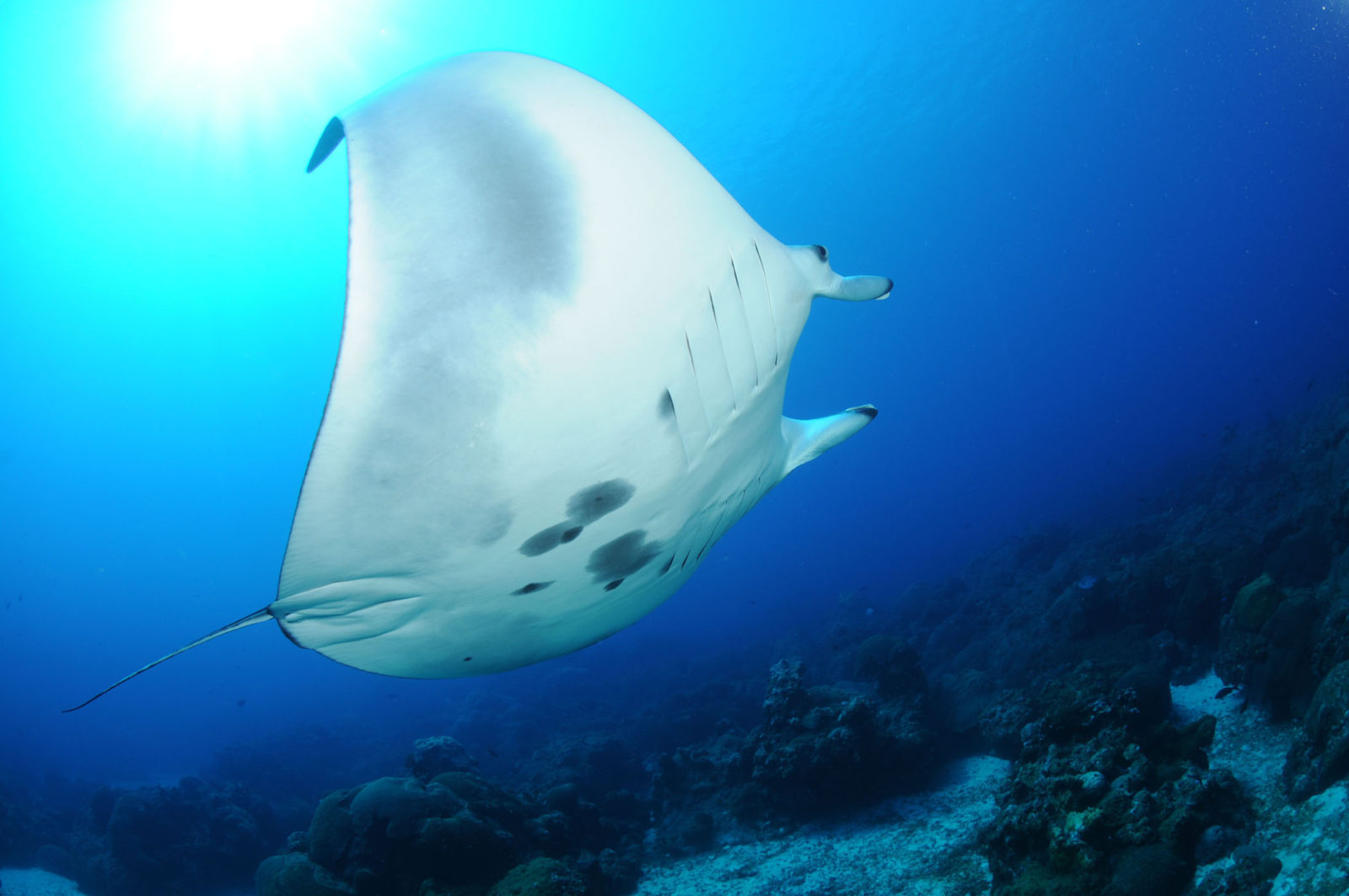 manta-ray2