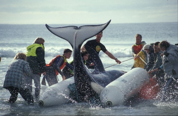 stranding_orca_ben_new_zealand_c_ingrid_n_visser