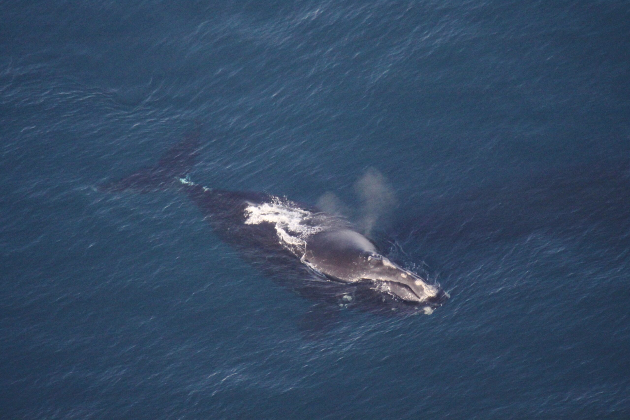 10 Facts You Didnt Know About North Atlantic Right Whales Ocean