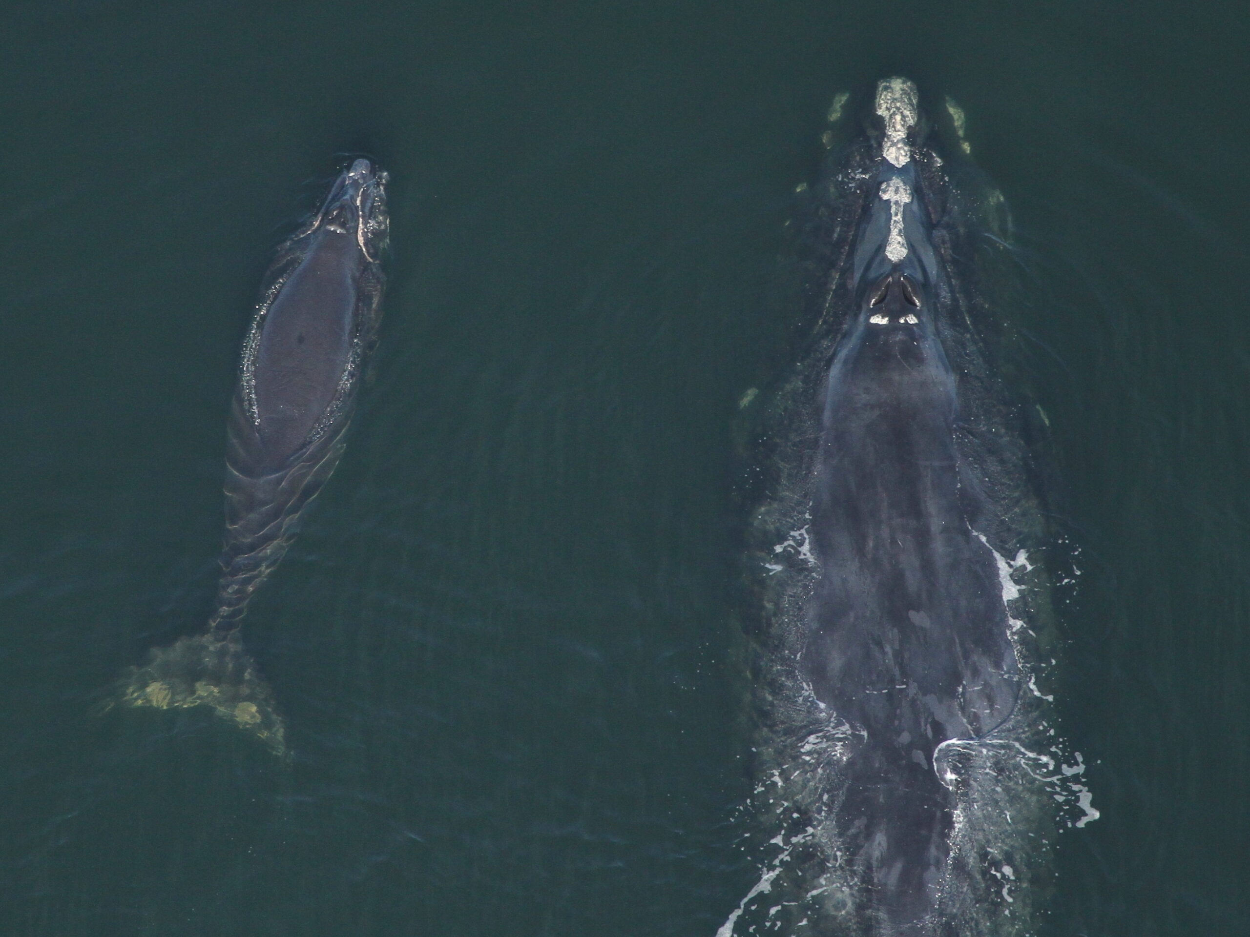 10 Facts You Didn’t Know About North Atlantic Right Whales - Ocean ...