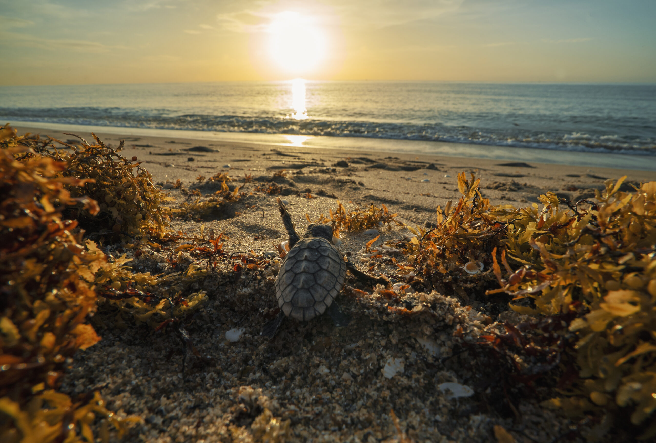 Baby Turtle Sargassum 1