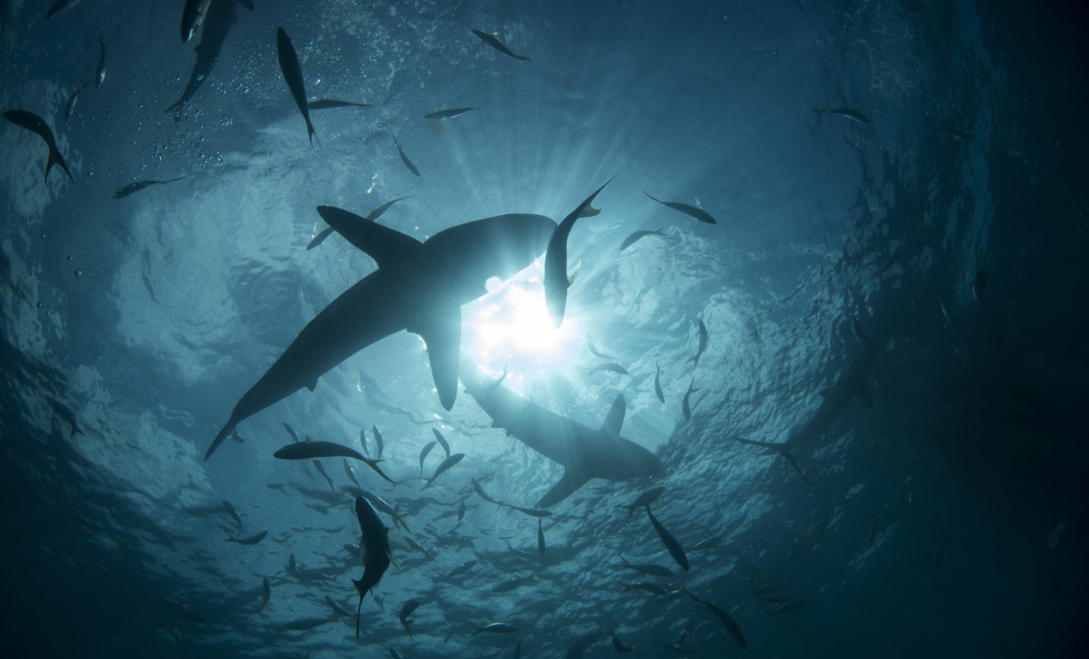 Silky sharks swimming in murky dark waters