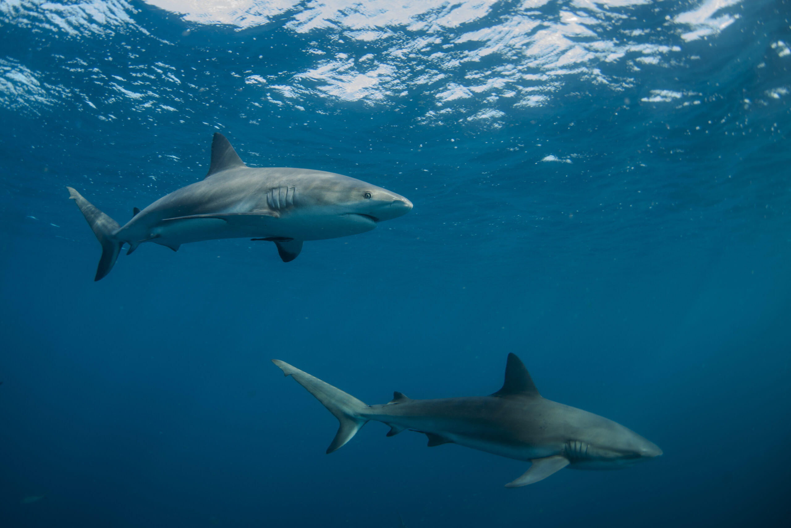 Are Sharks Really as Tough as They Seem? - Ocean Conservancy