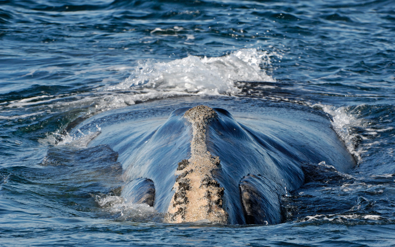 10 Facts You Didn’t Know About North Atlantic Right Whales - Ocean