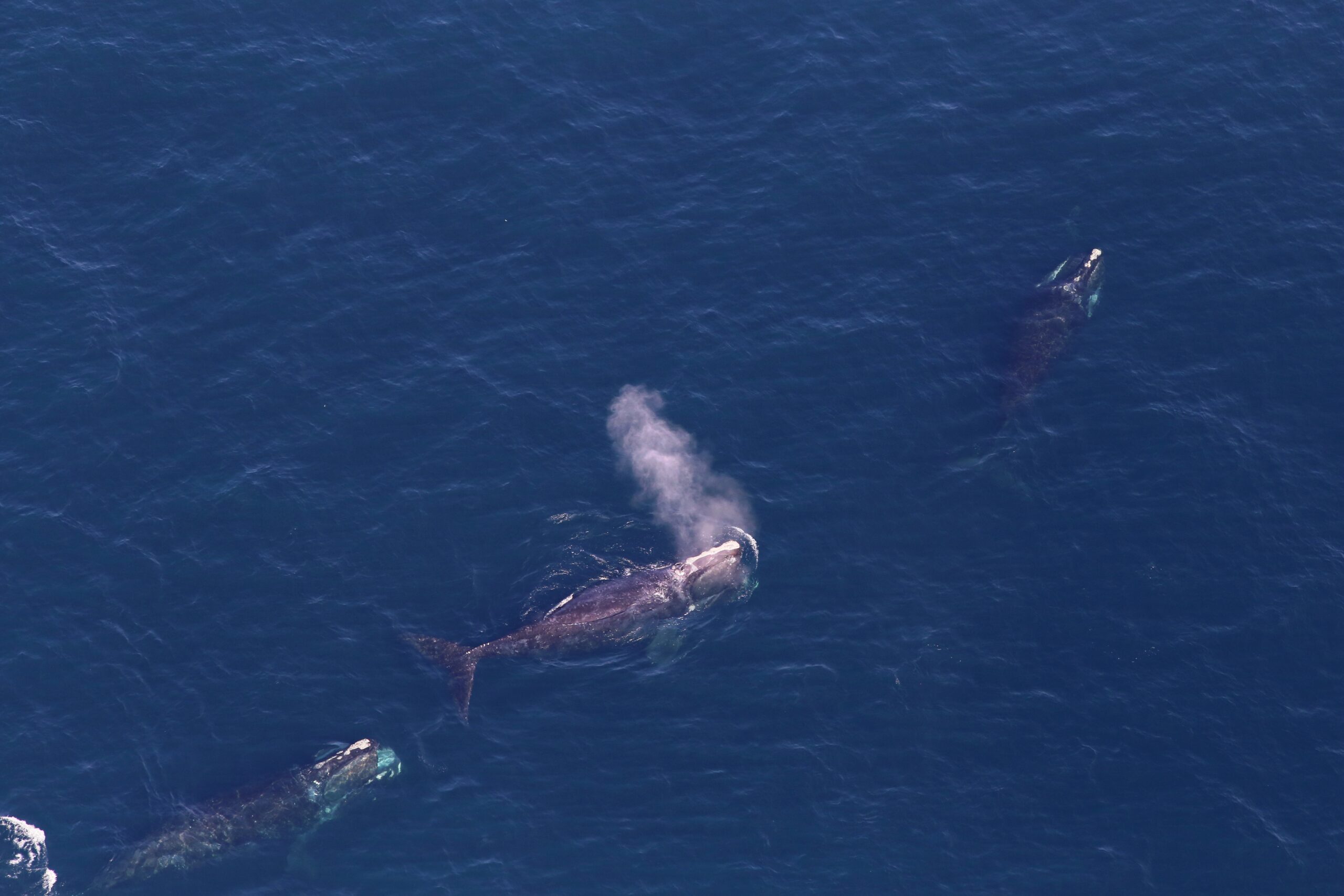 right-whales-leah-crowe-permit-17355