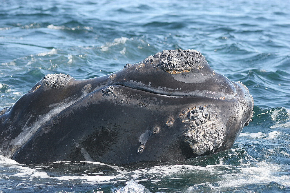 10 Facts You Didnt Know About North Atlantic Right Whales Ocean