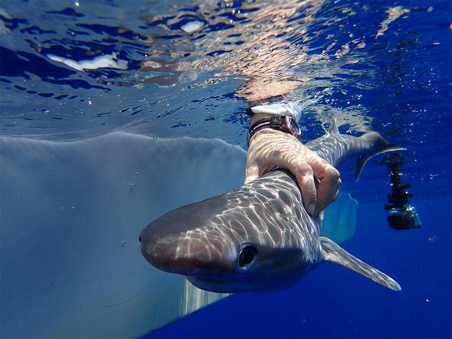 shark1
