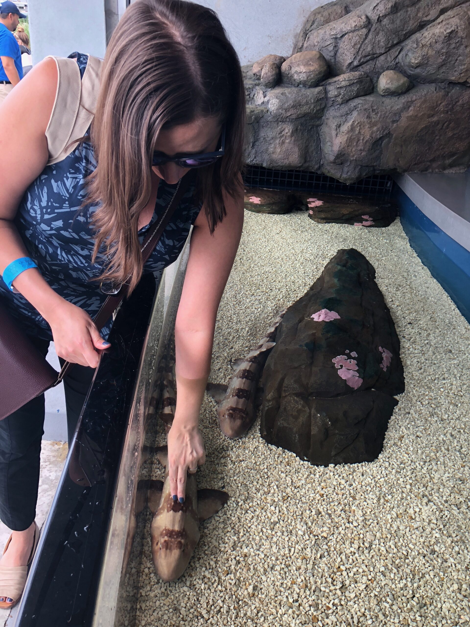 touch tank sharks