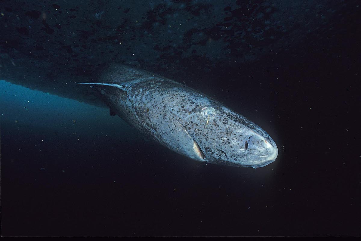 Greenland shark swimming