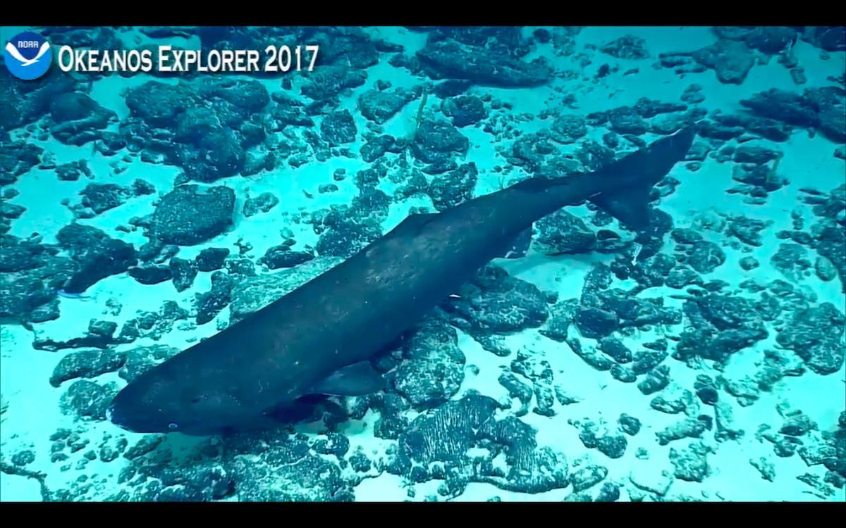 Pacific sleeper shark from Okeanos Explorer