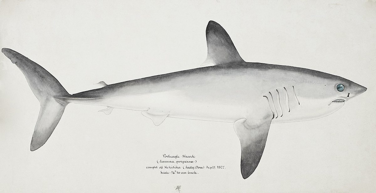 illustration of porbeagle shark