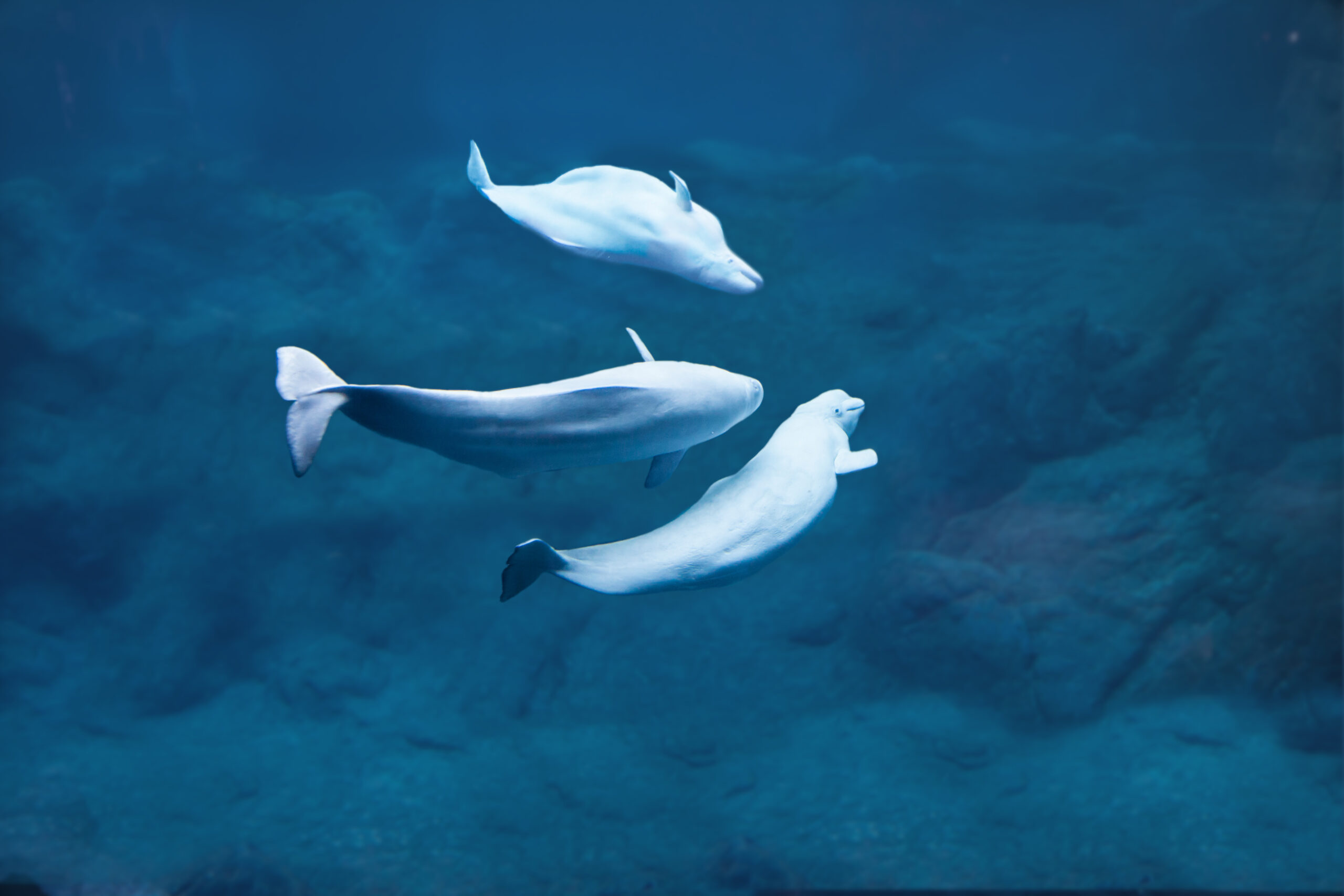 Facts About Beluga Whales