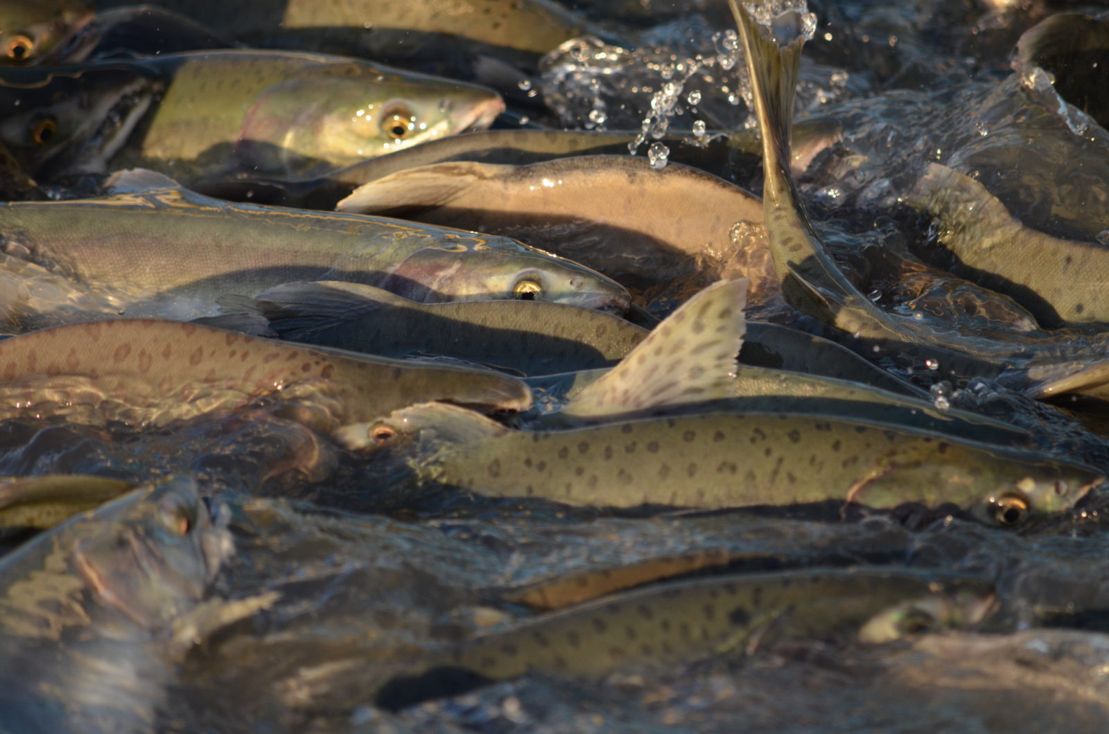 alaska salmon rum no PS