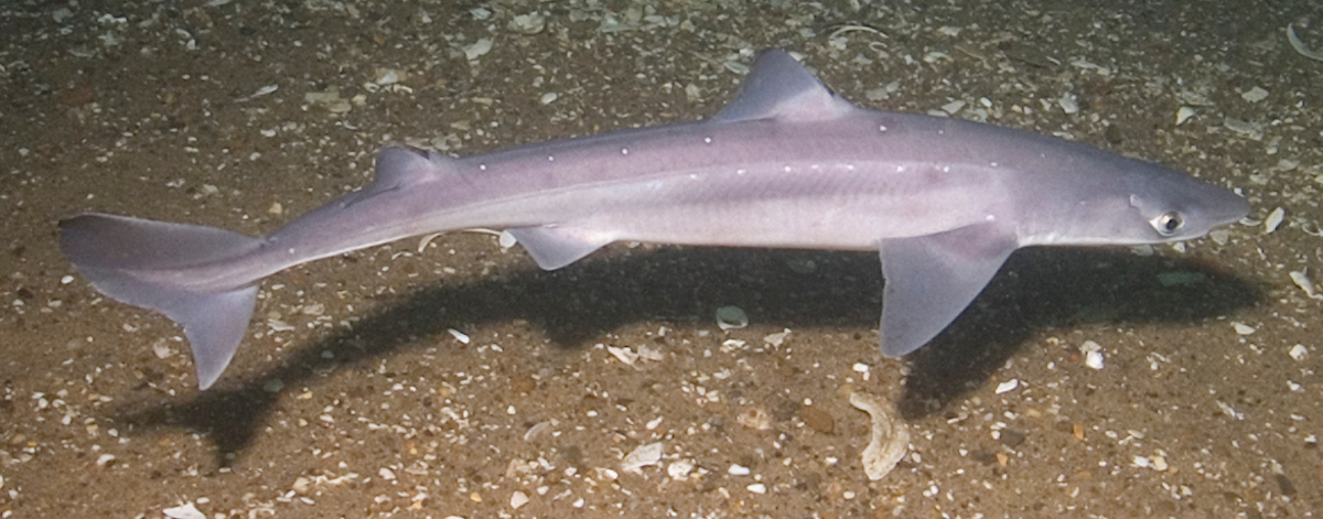 spiny dogfish on seafloor