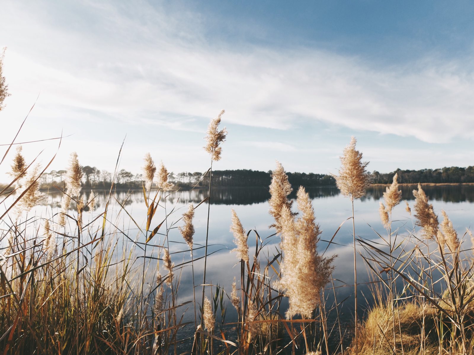 timothy-meinberg-58188-unsplash