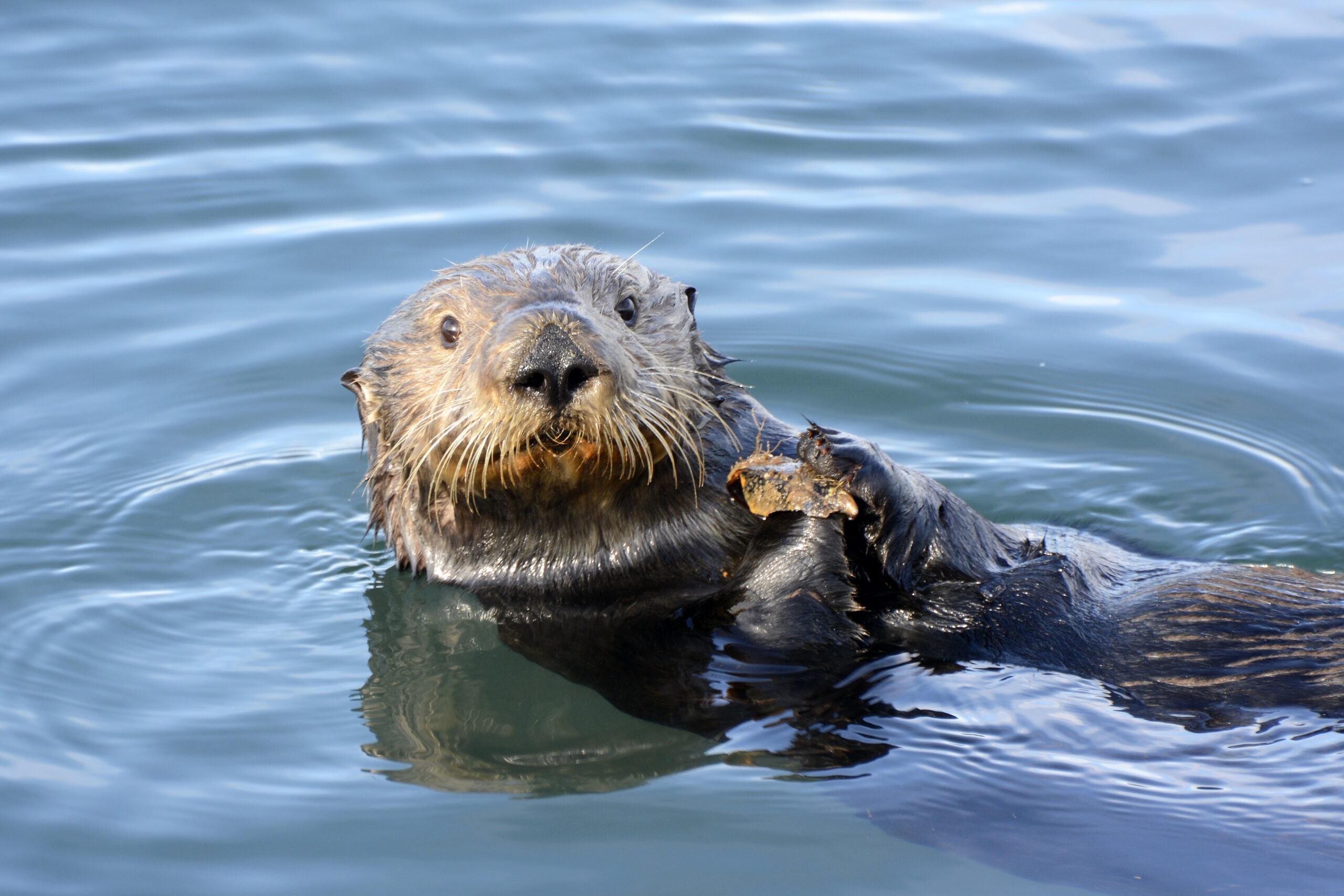 1146-Southern Sea Otter Eating Shellfish (1)