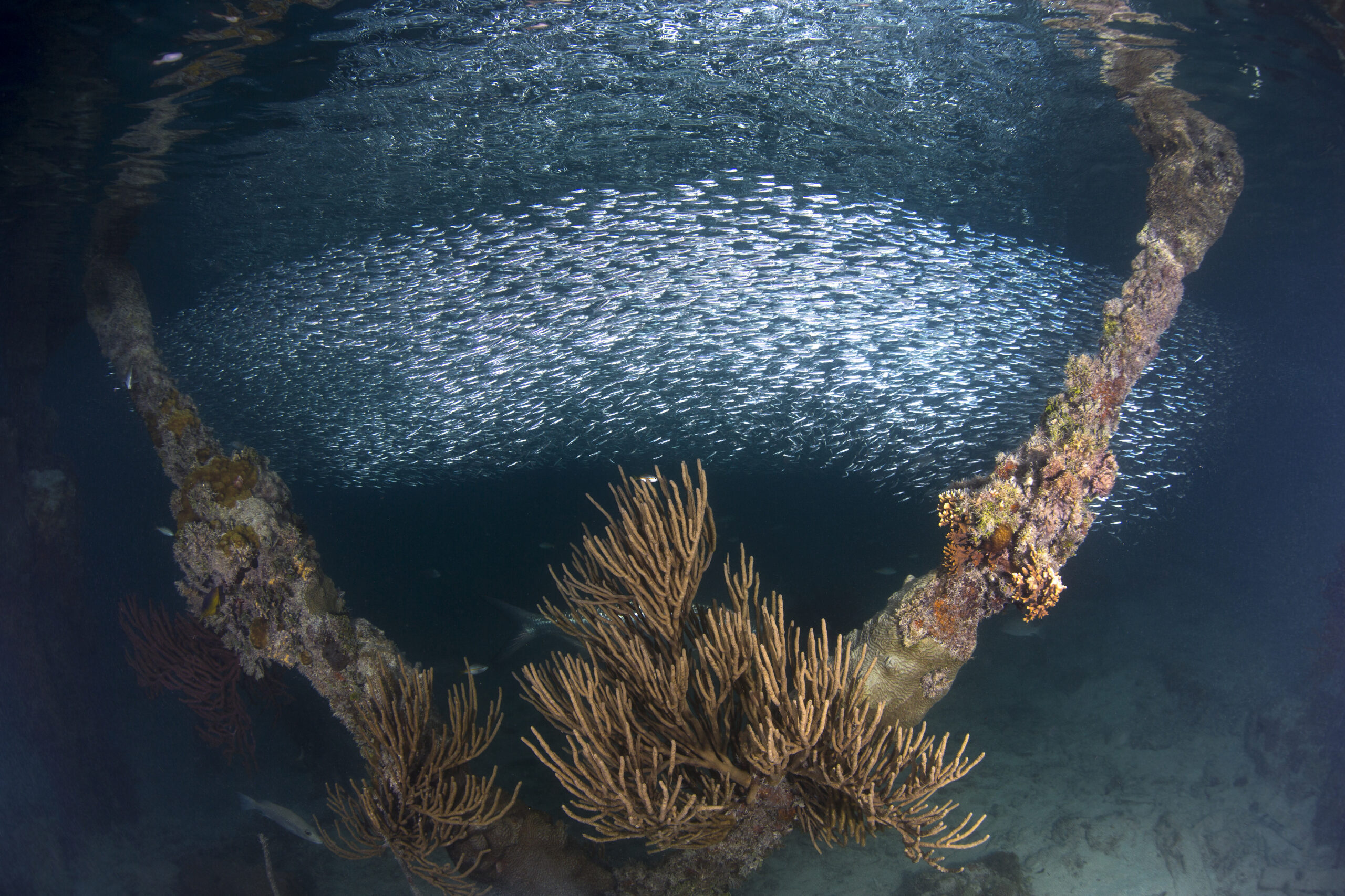 Dry Tortugas, Key West 2015