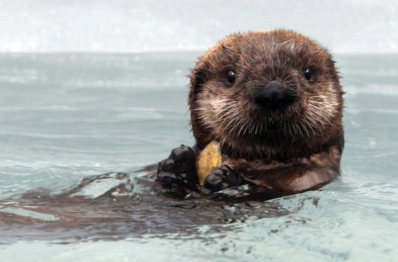 happy sea otter
