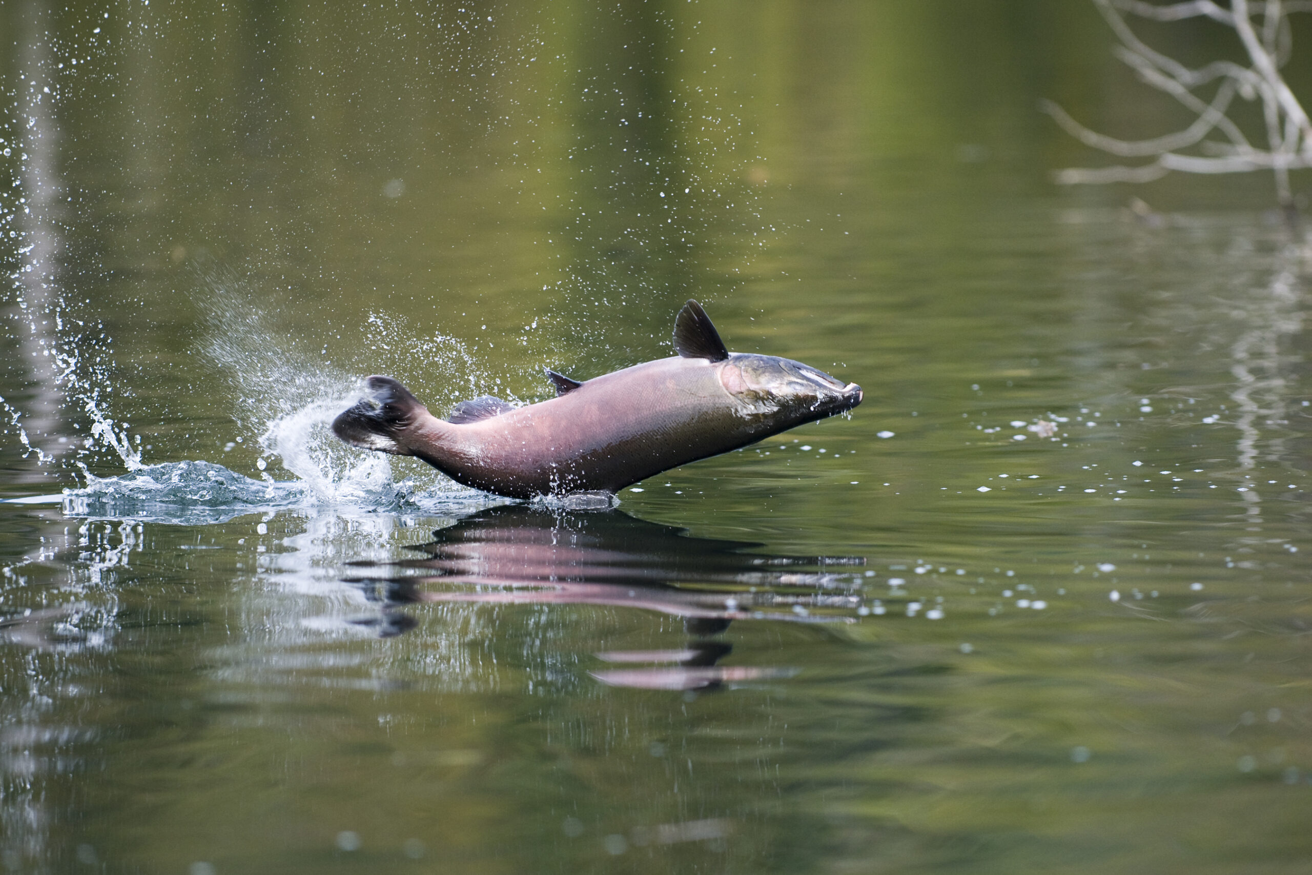 OC-001_JumpingCohoSalmon