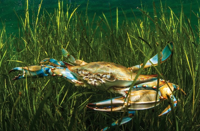 Honga river blue crab