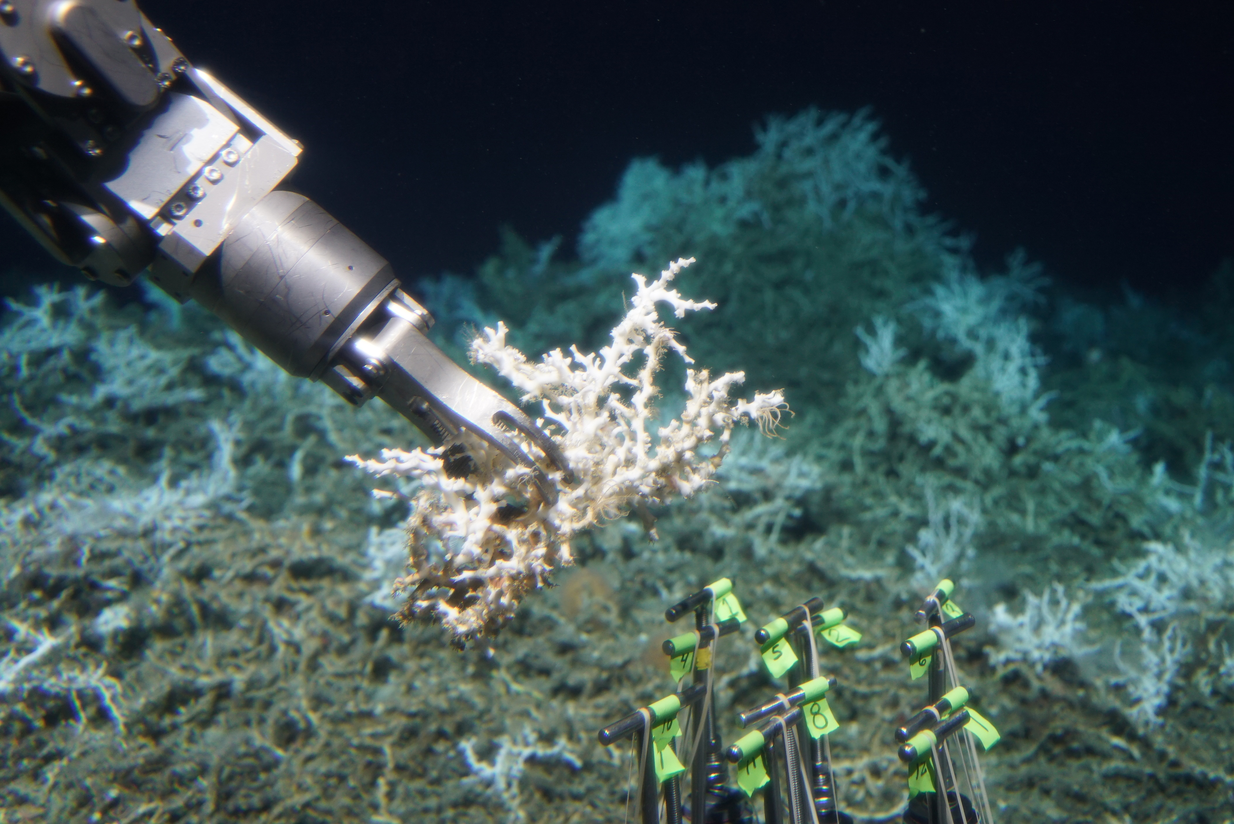 DEEP SEARCH 2018: DEEP Sea Exploration to Advance Research on Co
