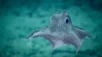 Dumbo Octopus in the ocean