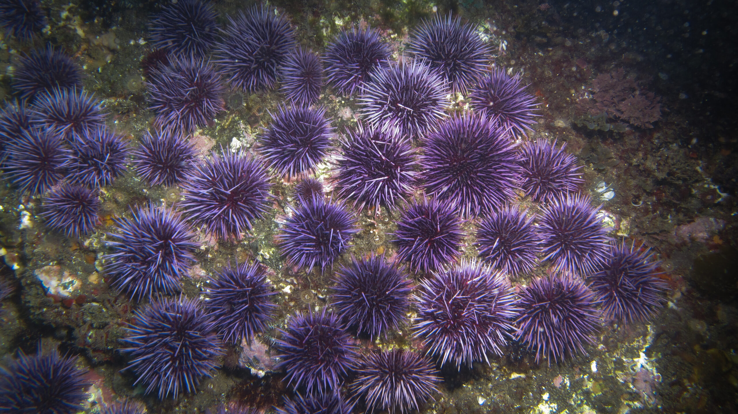 Purple Sea Urchins
