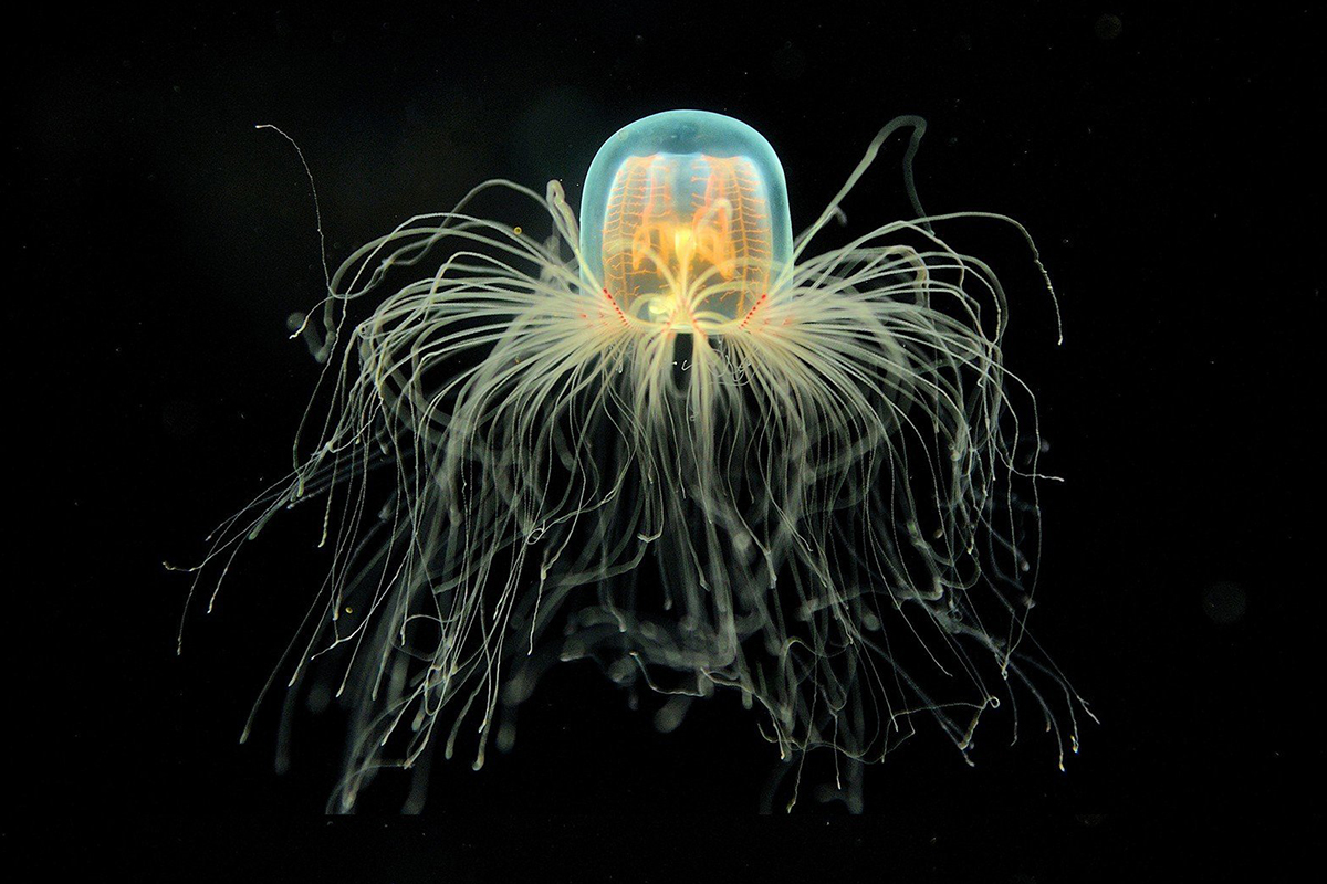 Your Top 10 Jellyfish Questions Answered - Ocean Conservancy