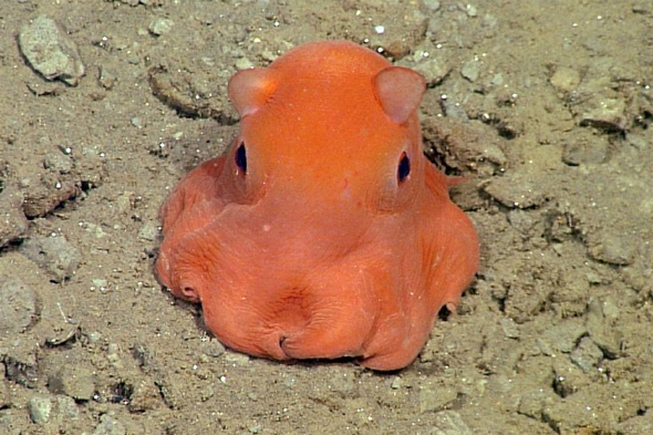 Octopus dumbo Scientists hatch