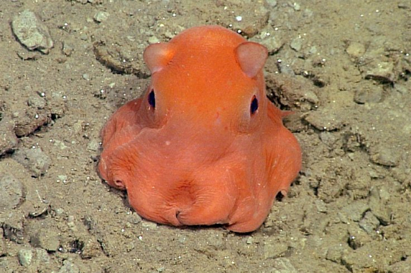 dumbo squid