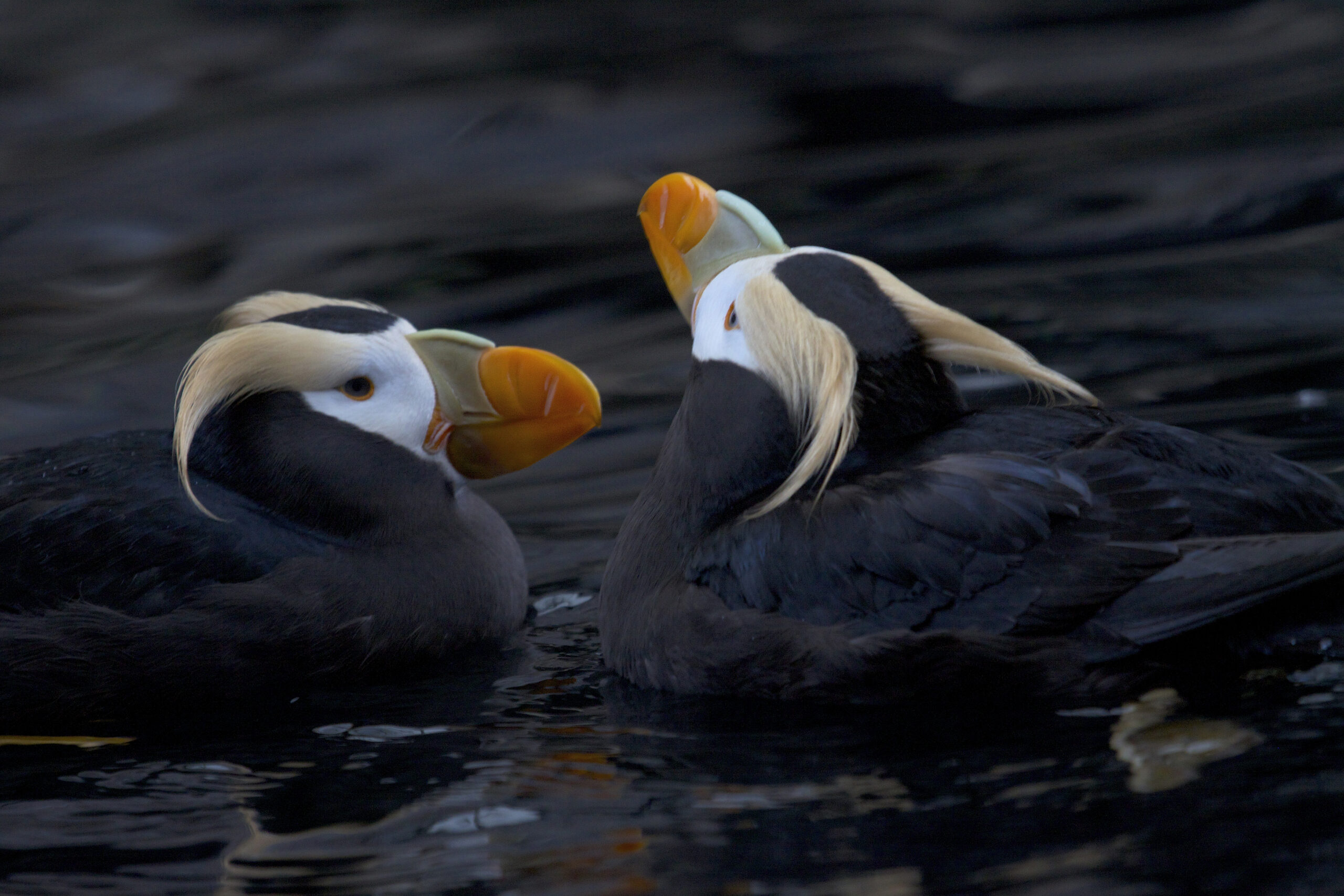 Tufted puffin