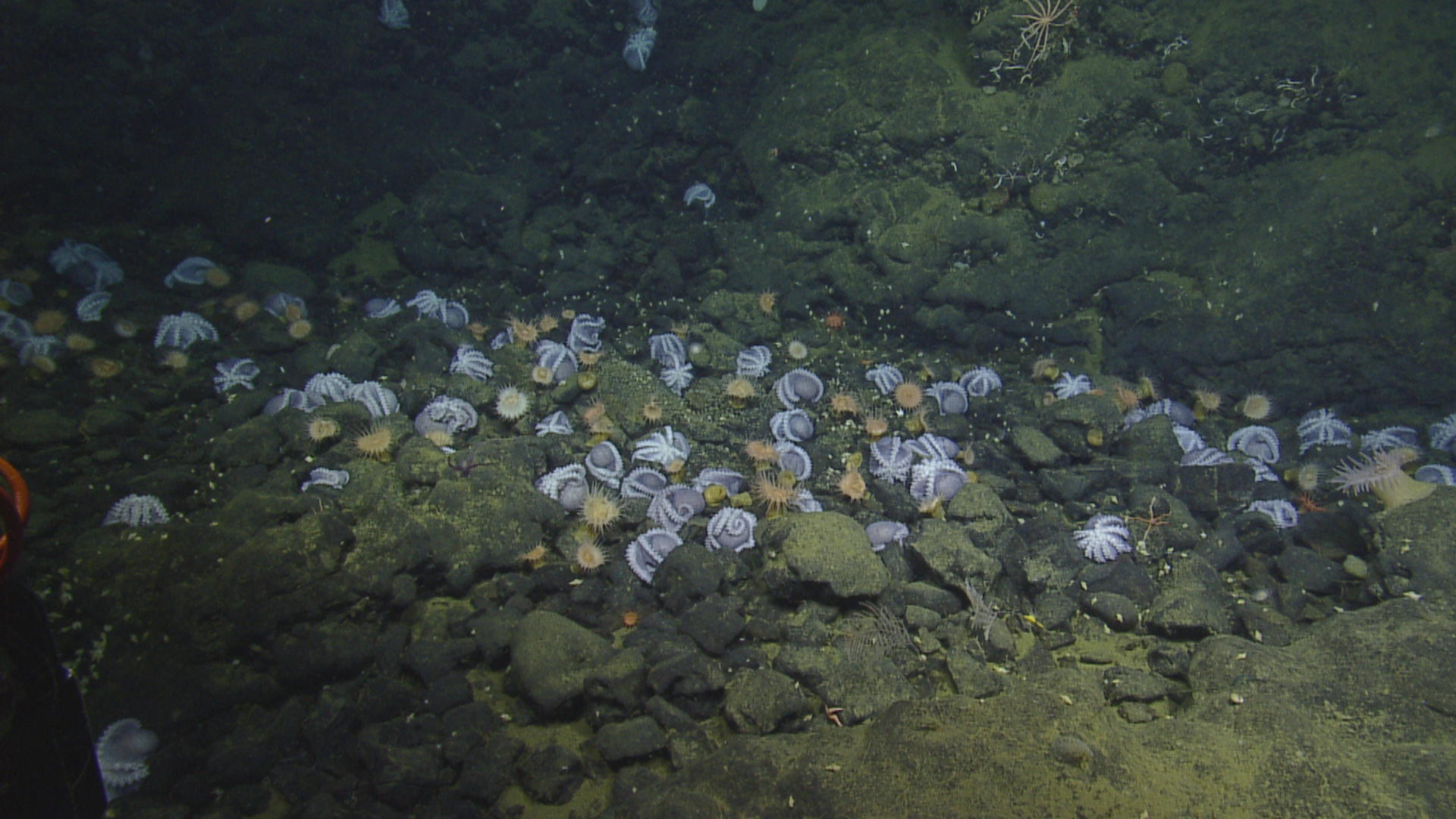 Exploring Monterey Bay’s Deep-sea Octopus Garden