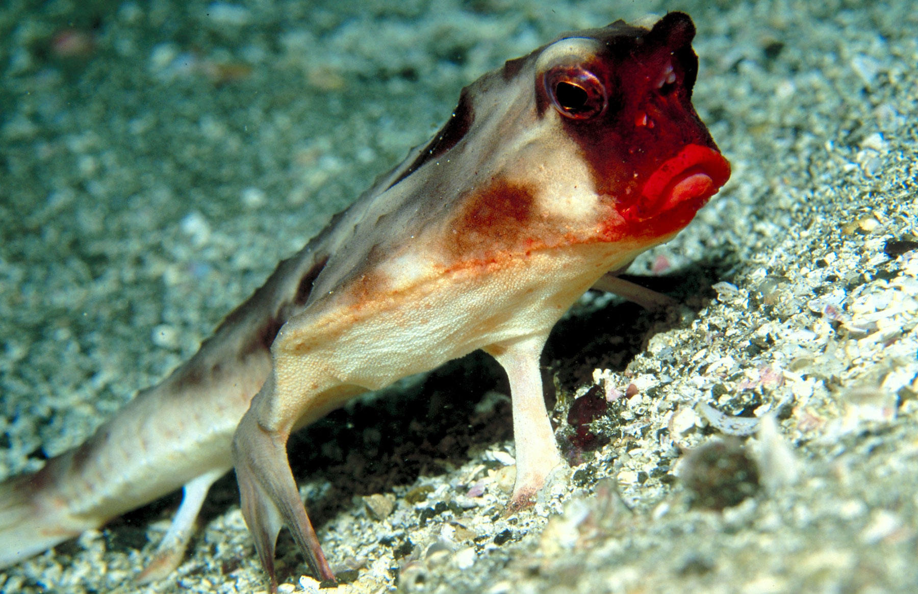 Batfish - Jupiter Images:thinkstock
