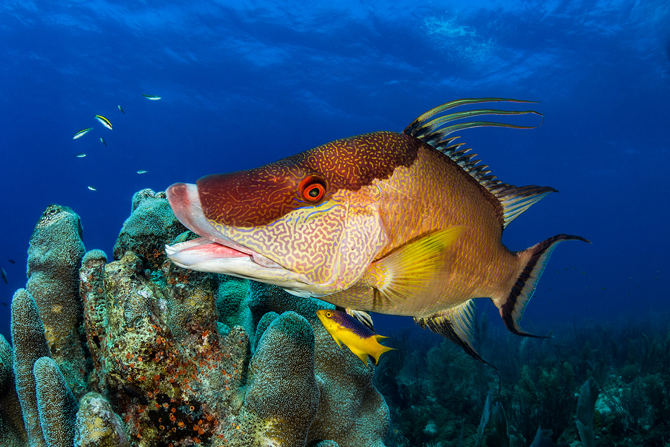 Life through the eyes of a Hogfish