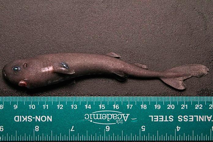 NOAA-researchers-discover-rare-pocket-shark-specimen