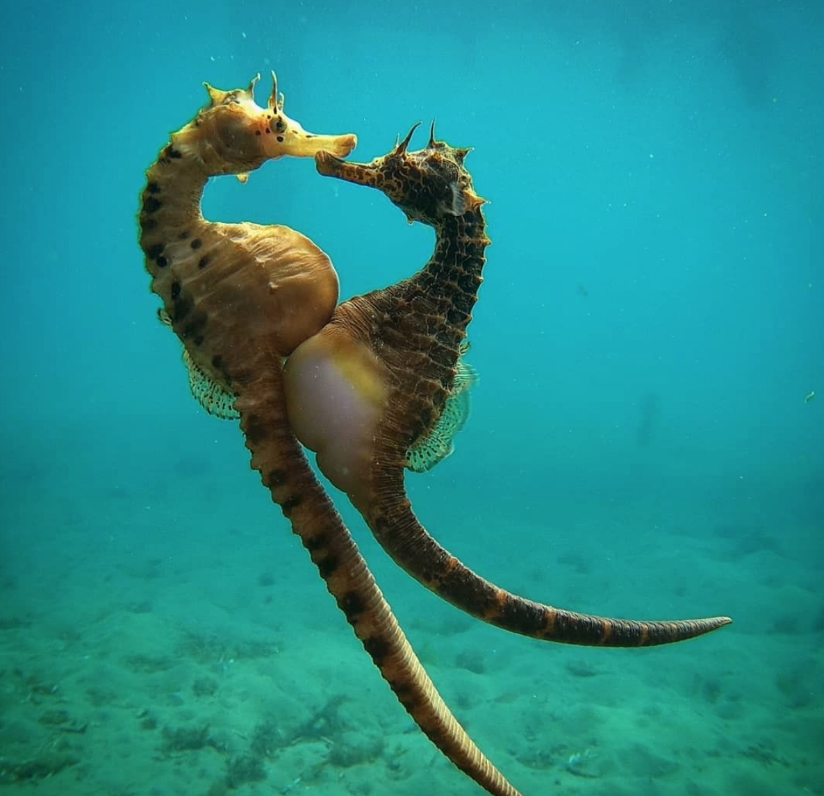 7 Wild Facts You May Not Know About Seahorses - Ocean Conservancy