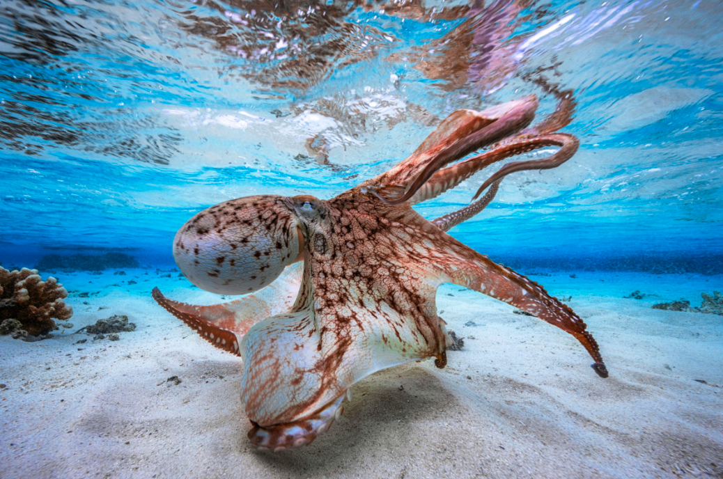 real octopus in ocean