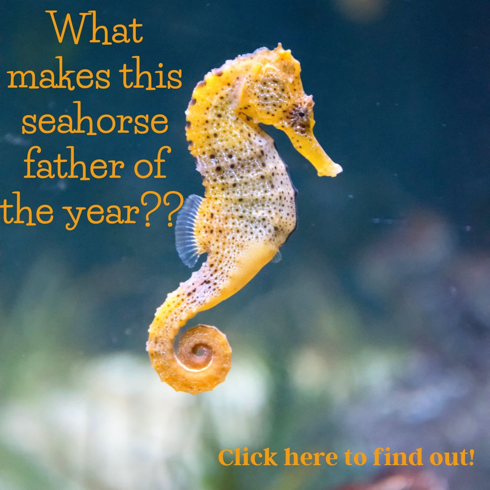 7 Wild Facts You May Not Know About Seahorses - Ocean Conservancy