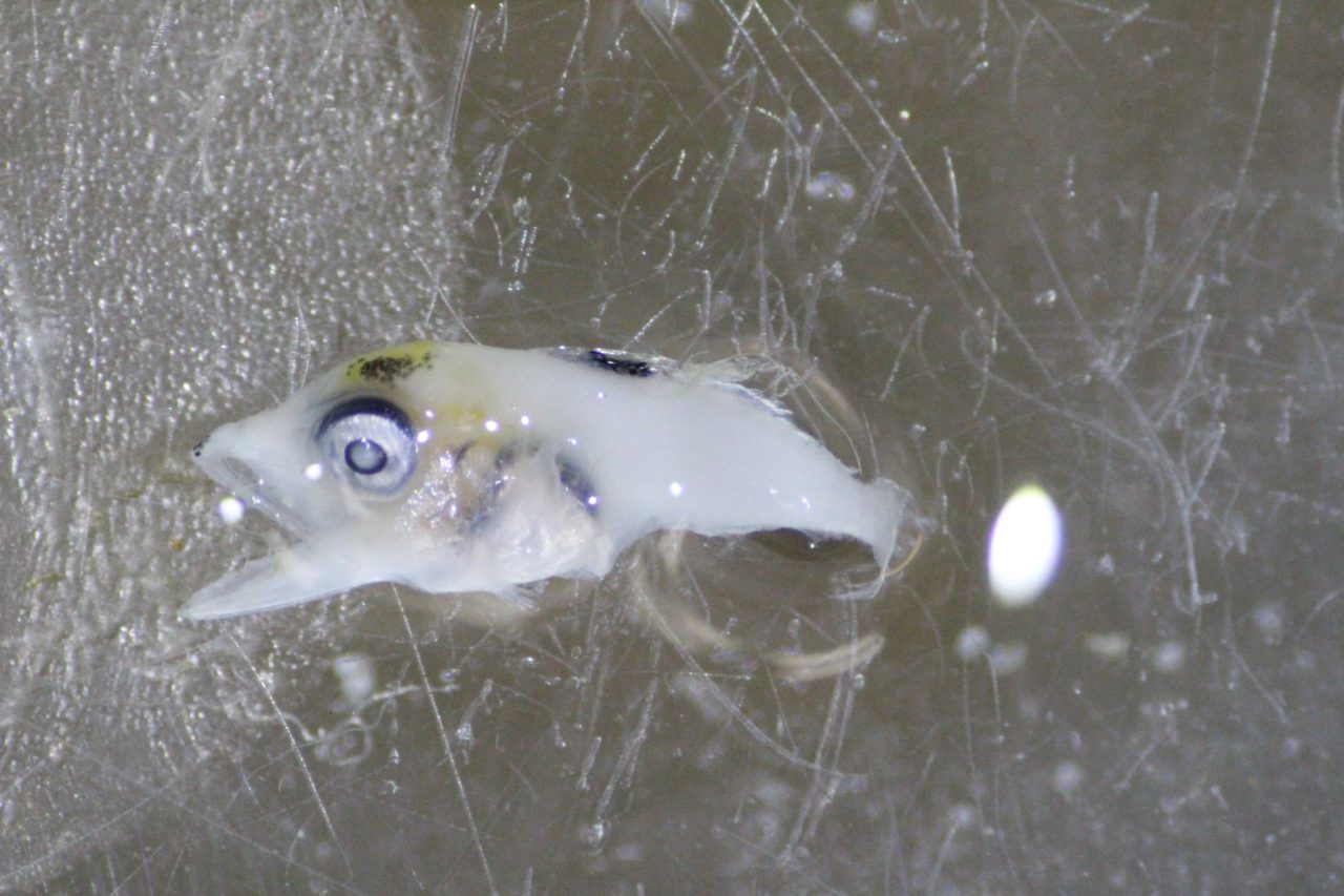 Tuna Larvae