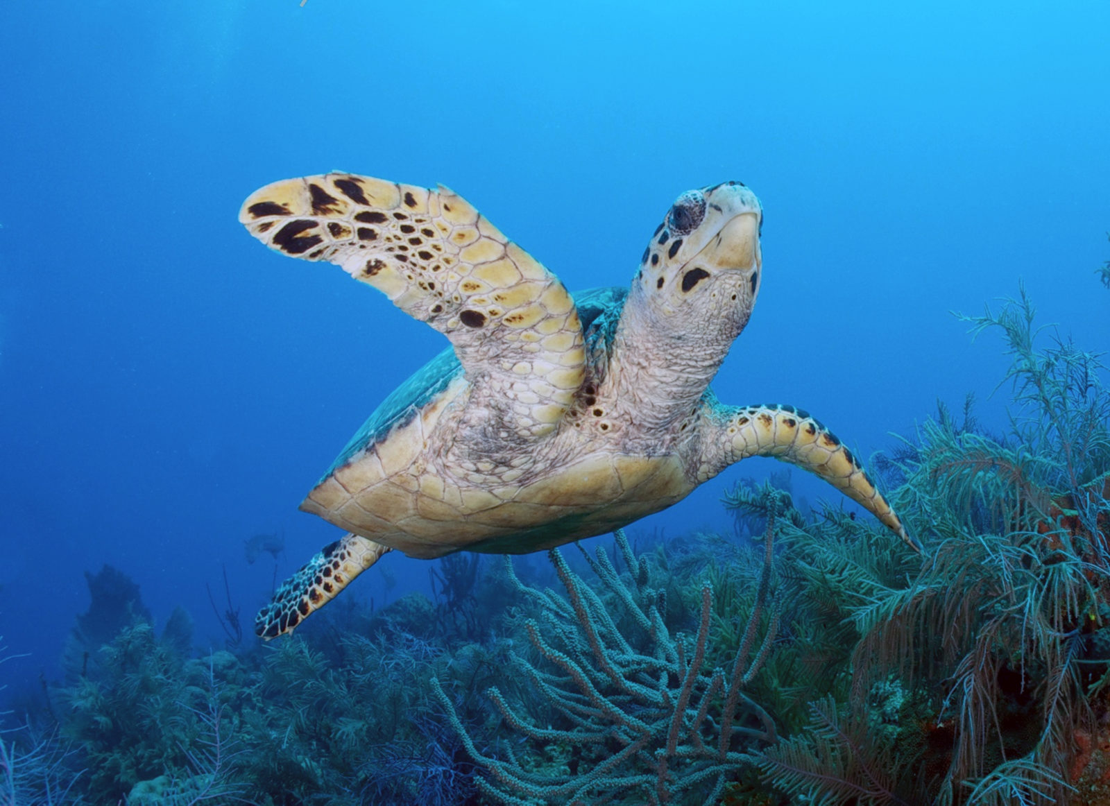 TurtleInFlight_LisaKelly (1)