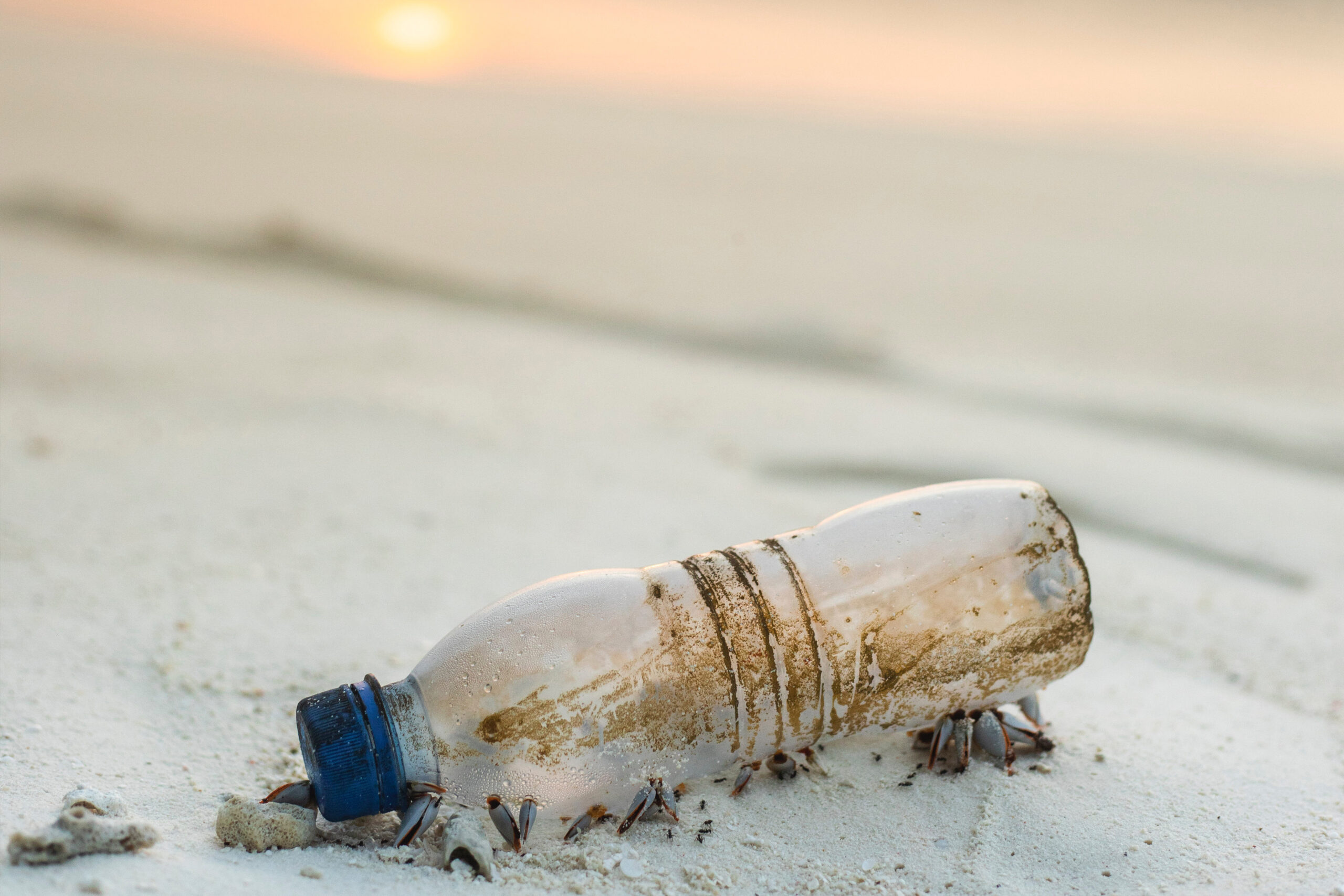 Looking Back on 2018’s Fight for Trash Free Seas®