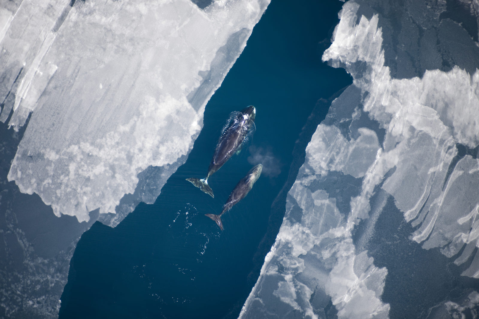 nmmlweb-bowheadwhale-lrg-11_Amelia Brower (NOAA)