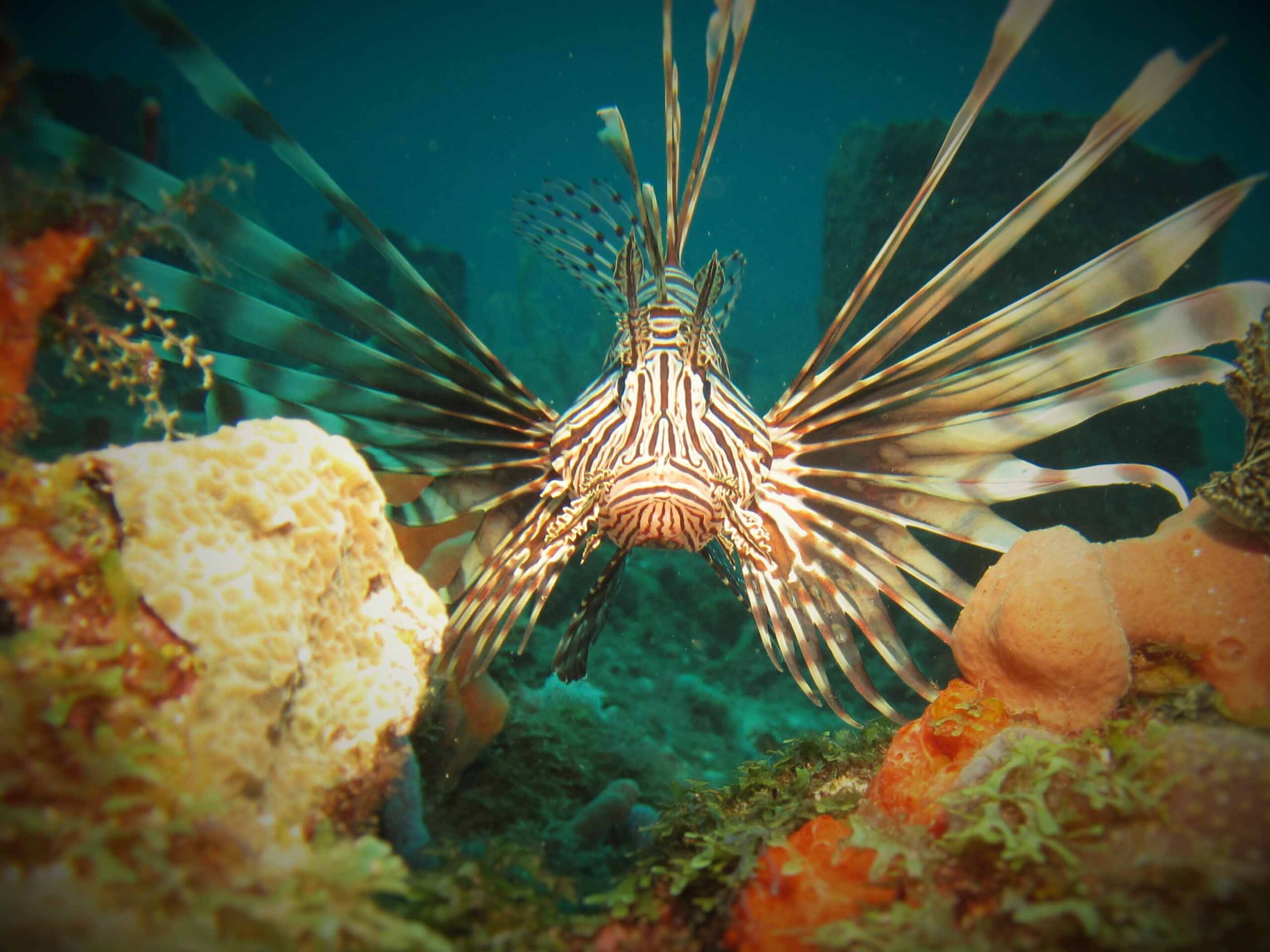 Andrew Johnson_lionfish