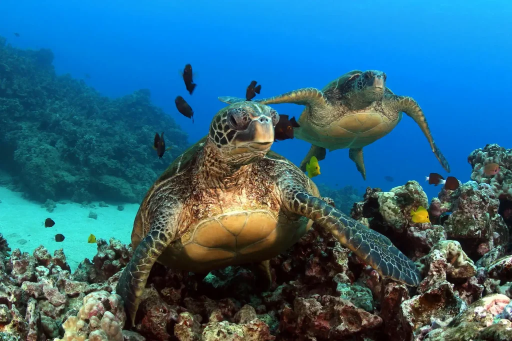 two turtles underwater