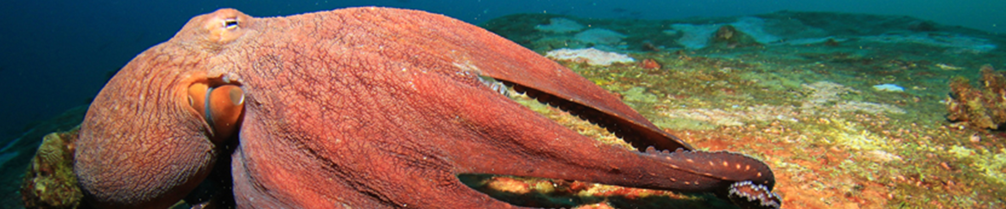 giant pacific octopus