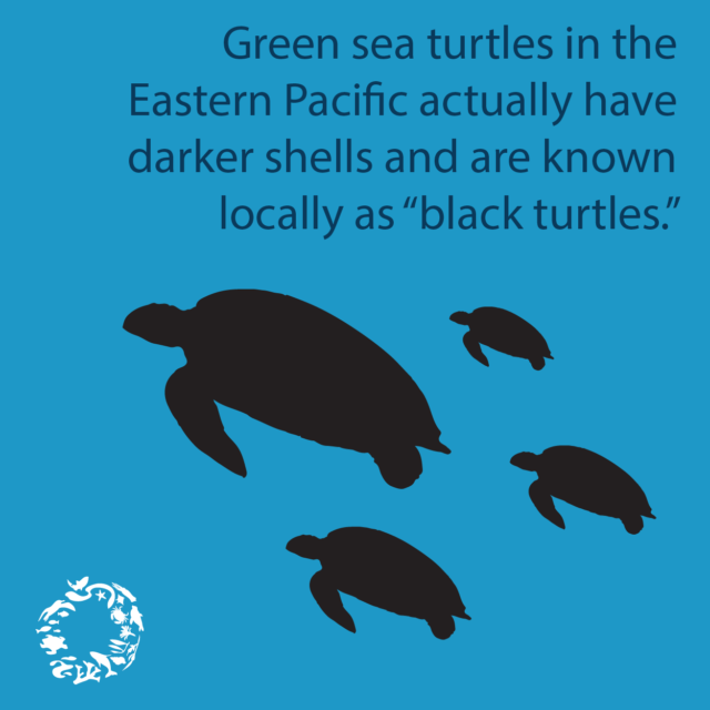 Wildlife Fact Sheets Green Sea Turtle Ocean Conservancy