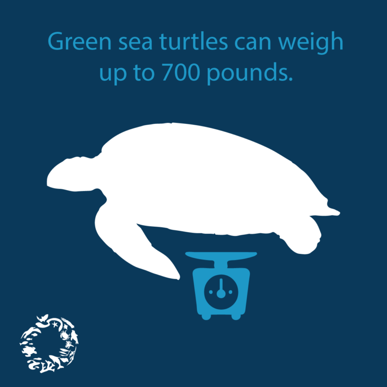 Wildlife Fact Sheets Green Sea Turtle Ocean Conservancy