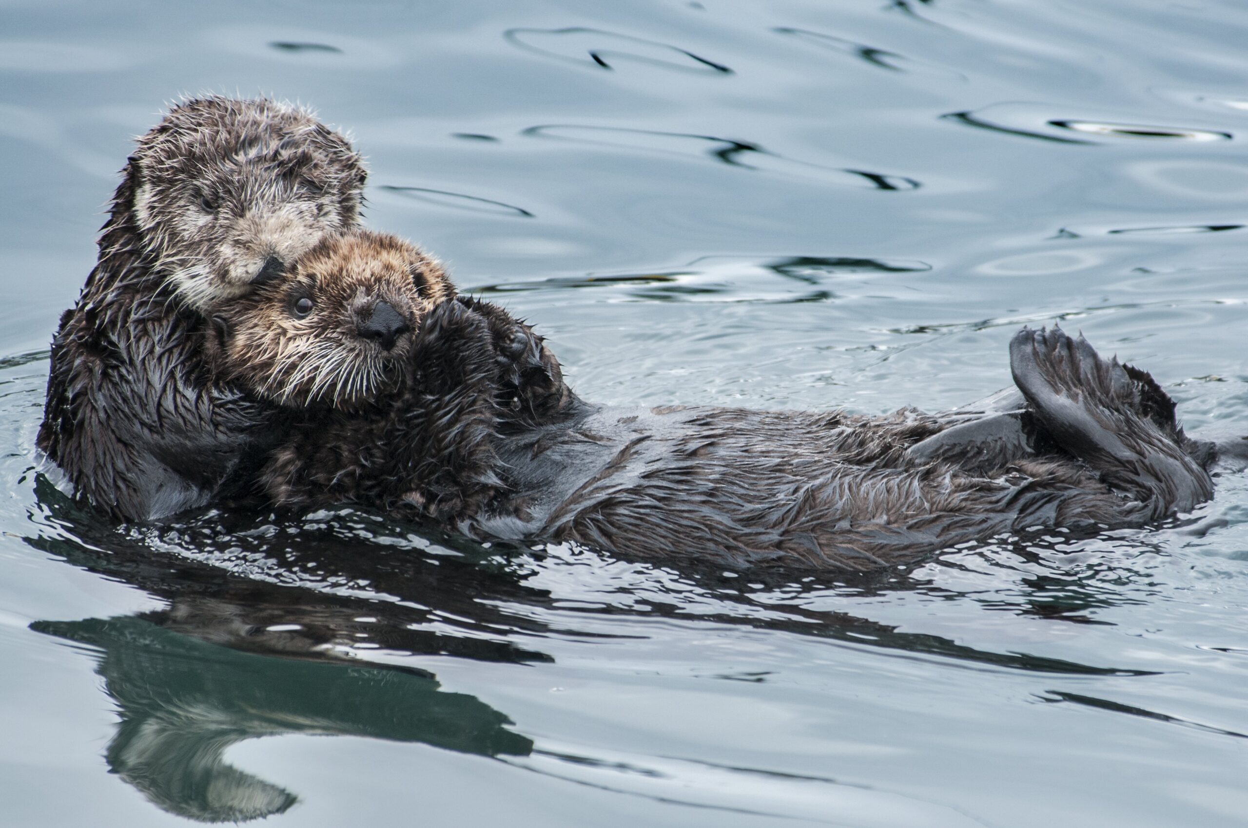 How to Tell the Difference Between Sea Otters and River Otters - Ocean ...