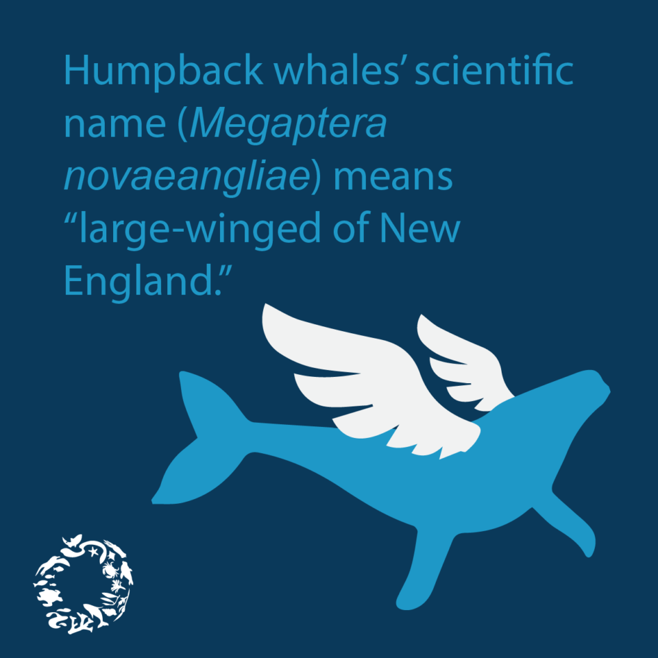 Wildlife Fact Sheets: Humpback whale - Ocean Conservancy